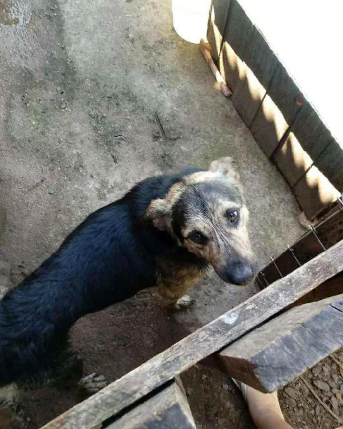 Cachorro ra a Pastor alemão com vira-lata idade 5 anos nome Alvin