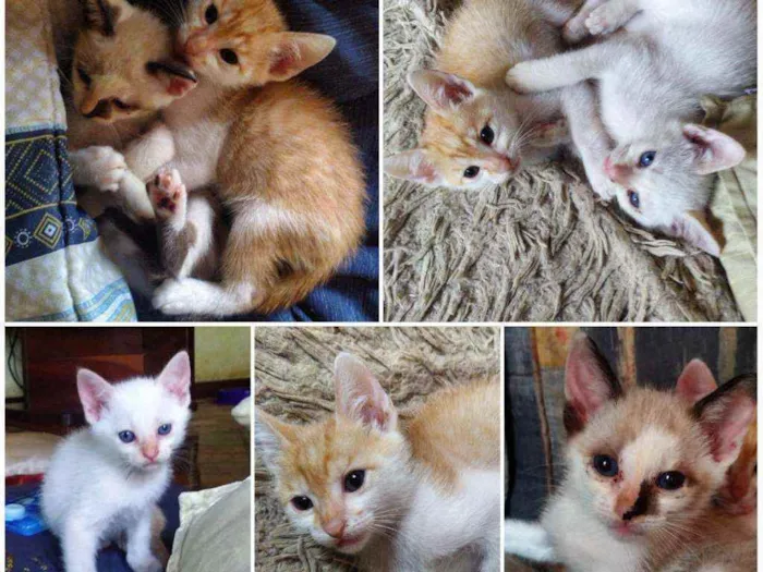 Gato ra a Sem raça definidas idade 2 a 6 meses nome Gatinhos de 60 dias