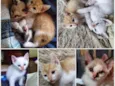Gatinhos de 60 dias