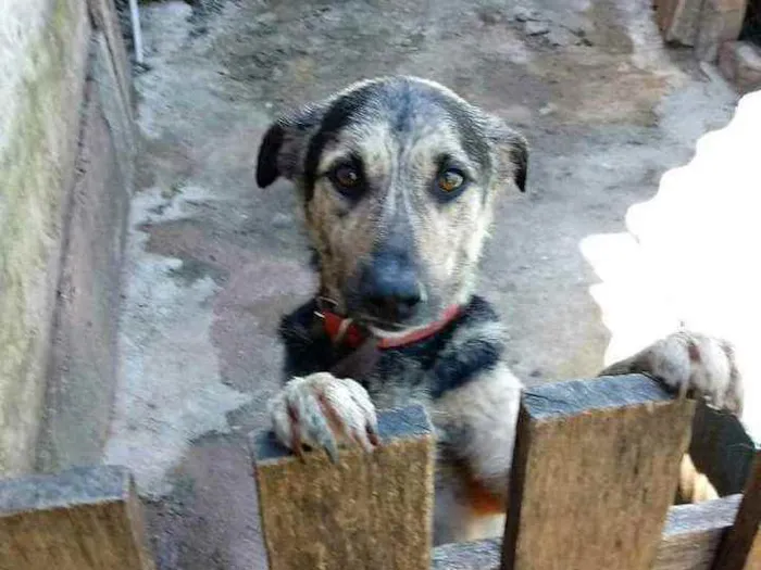 Cachorro ra a Pastor alemão com vira-lata idade 5 anos nome Alvin