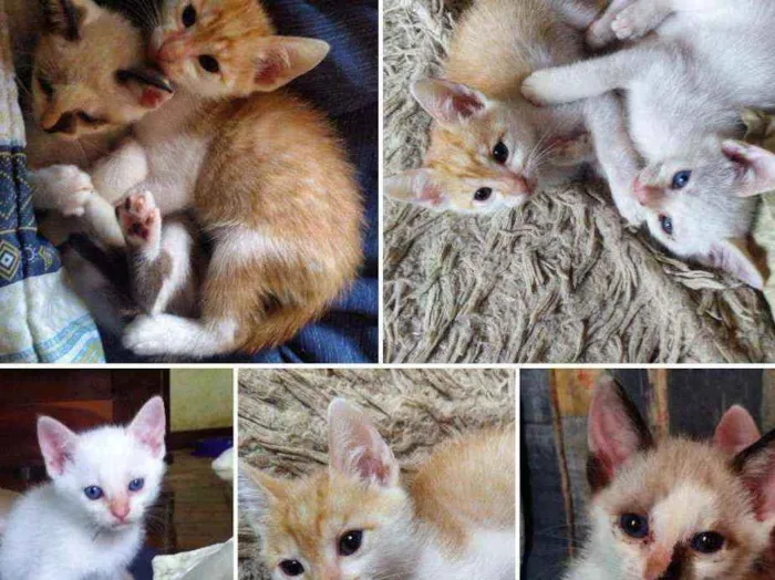 Gato ra a Sem raça definidas idade 2 a 6 meses nome Gatinhos de 60 dias