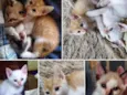 Gatinhos de 60 dias