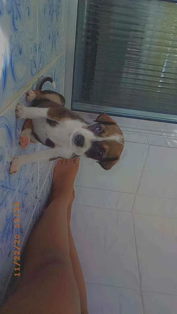 Cachorro ra a Viralata idade Abaixo de 2 meses nome Stela