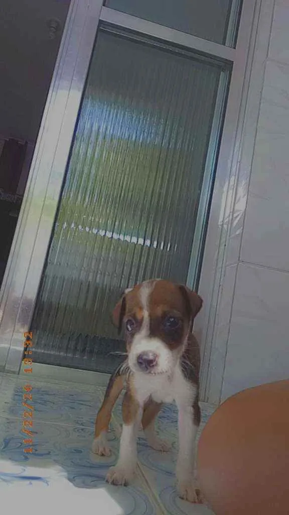 Cachorro ra a Viralata idade Abaixo de 2 meses nome Stela
