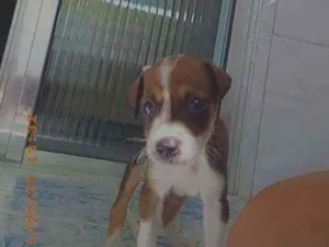 Cachorro raça Viralata idade Abaixo de 2 meses nome Stela