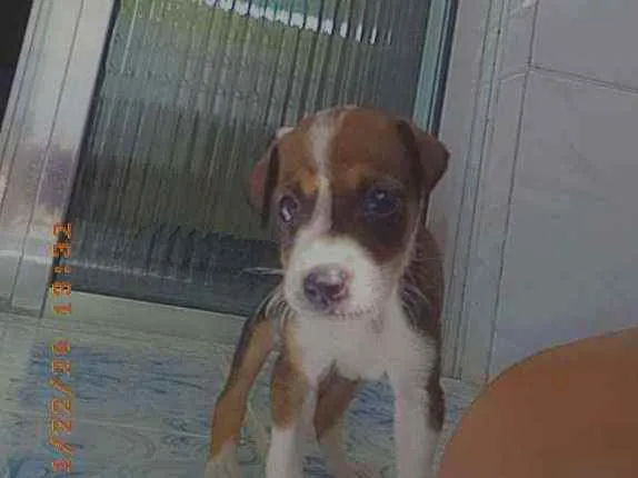 Cachorro ra a Viralata idade Abaixo de 2 meses nome Stela