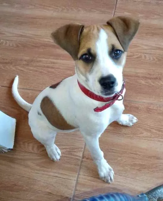 Cachorro ra a SRD idade 7 a 11 meses nome Anitta 