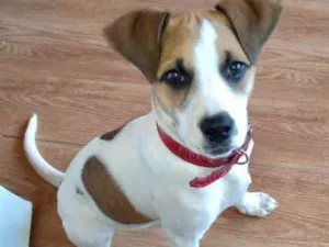 Cachorro raça SRD idade 7 a 11 meses nome Anitta 