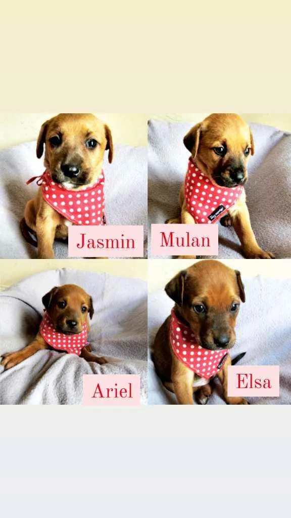 Cachorro raça SRD idade Abaixo de 2 meses nome Princesas