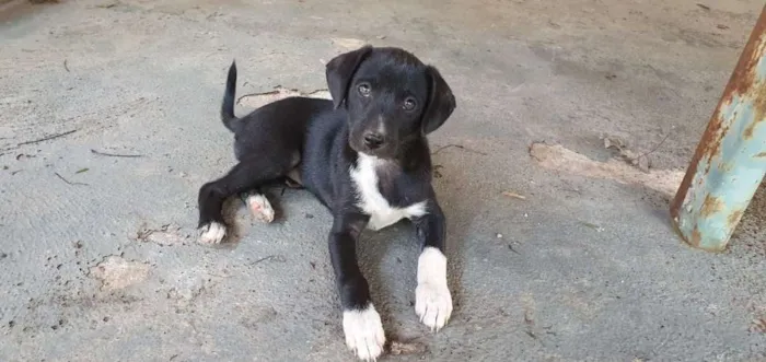 Cachorro ra a SRD-ViraLata idade 2 a 6 meses nome Não possui nome