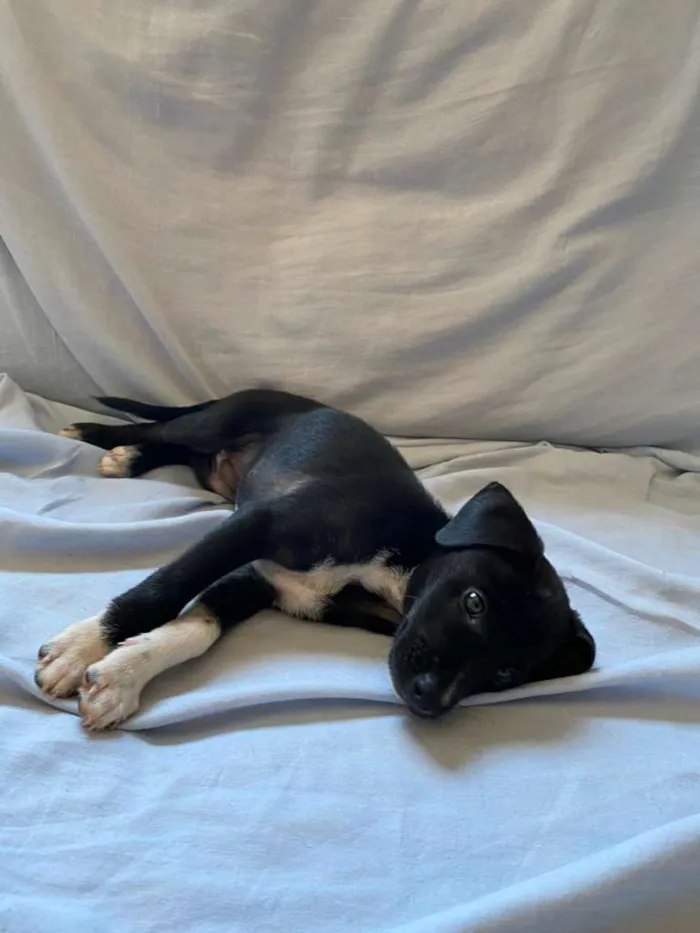 Cachorro ra a SRD-ViraLata idade 2 a 6 meses nome Não possui nome