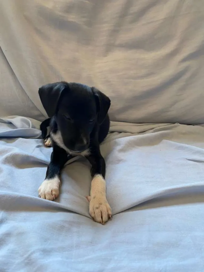 Cachorro ra a SRD-ViraLata idade 2 a 6 meses nome Não possui nome