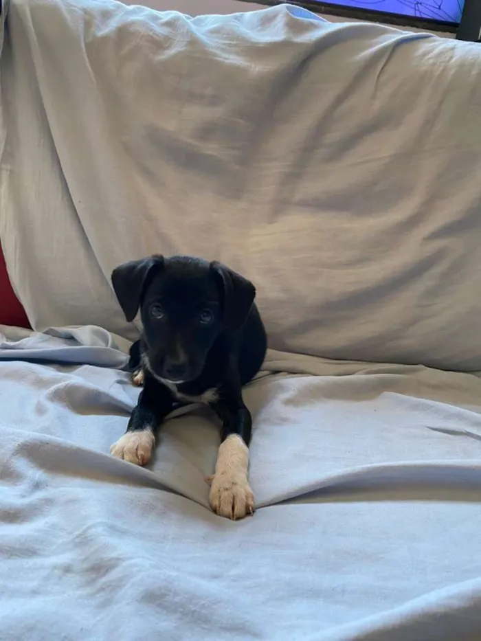 Cachorro ra a SRD-ViraLata idade 2 a 6 meses nome Não possui nome