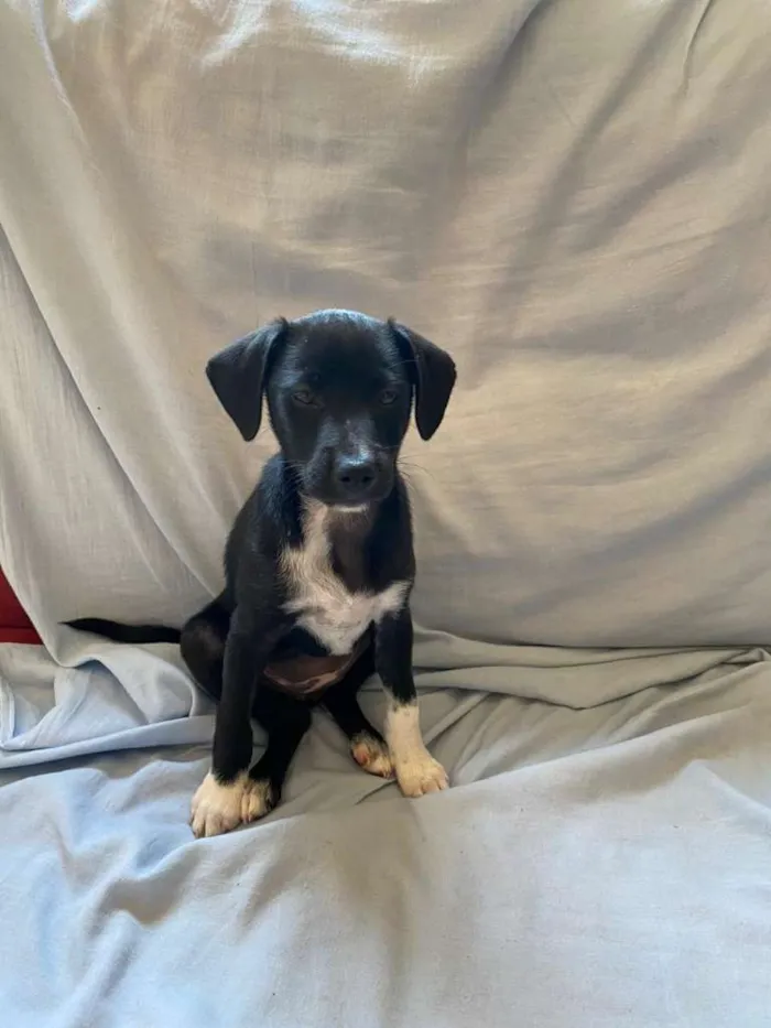 Cachorro ra a SRD-ViraLata idade 2 a 6 meses nome Não possui nome