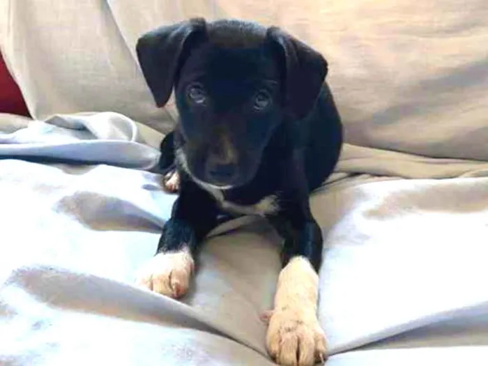 Cachorro ra a SRD-ViraLata idade 2 a 6 meses nome Não possui nome