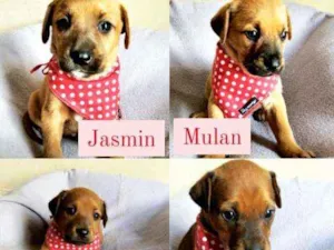 Cachorro raça SRD idade Abaixo de 2 meses nome Princesas