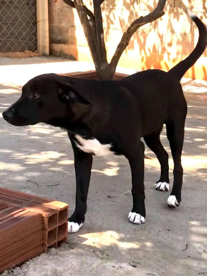 Cachorro ra a SRD-ViraLata idade 7 a 11 meses nome Chicó