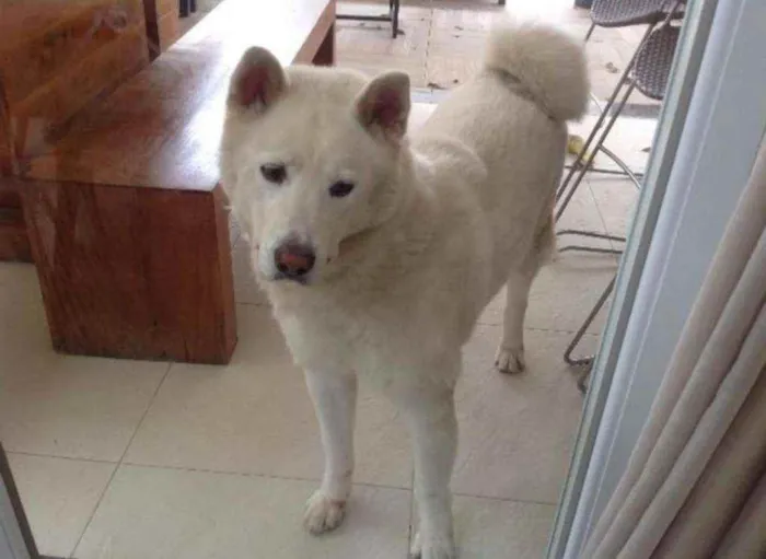 Cachorro ra a Akita inu idade 6 ou mais anos nome Yuque 