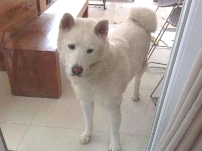 Cachorro ra a Akita inu idade 6 ou mais anos nome Yuque 