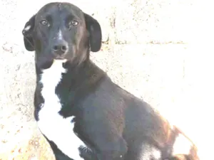Cachorro raça SRD-ViraLata idade 7 a 11 meses nome Chicó