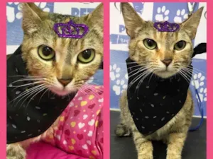 Gato raça Srd idade 7 a 11 meses nome Ariel
