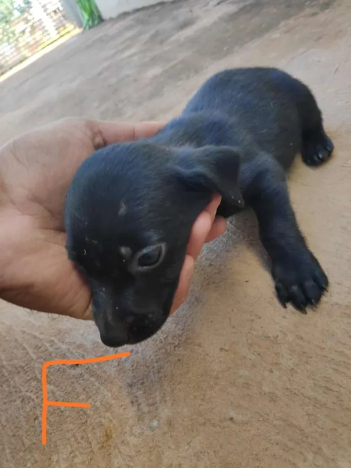 Cachorro ra a  idade Abaixo de 2 meses nome Sem nome ainda