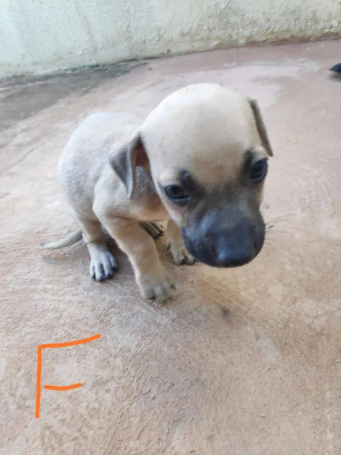 Cachorro ra a  idade Abaixo de 2 meses nome Sem nome ainda