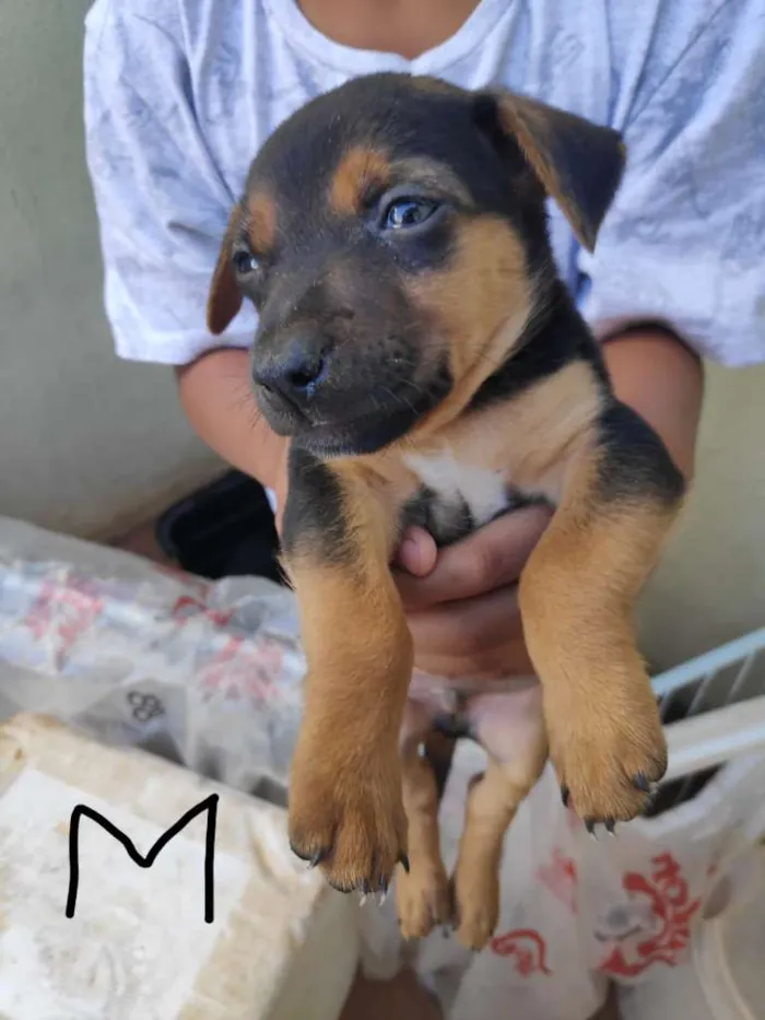 Cachorro ra a  idade Abaixo de 2 meses nome Sem nome ainda