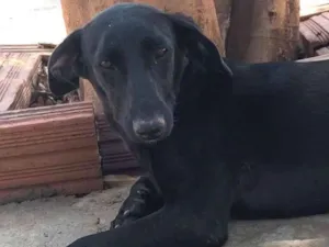 Cachorro raça SRD-ViraLata idade 7 a 11 meses nome Lisbela