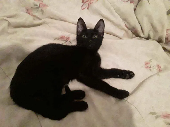 Gato ra a Sem raça definida idade 2 a 6 meses nome Miminha