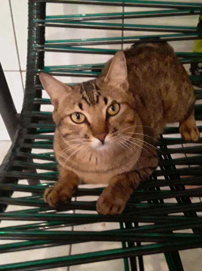 Gato ra a Sem Raça Definida idade 2 anos nome Diego