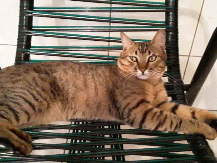 Gato ra a Sem Raça Definida idade 2 anos nome Diego