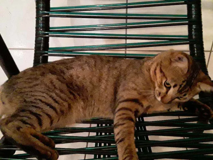 Gato ra a Sem Raça Definida idade 2 anos nome Diego