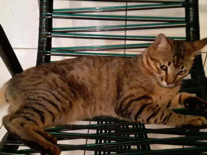 Gato ra a Sem Raça Definida idade 2 anos nome Diego