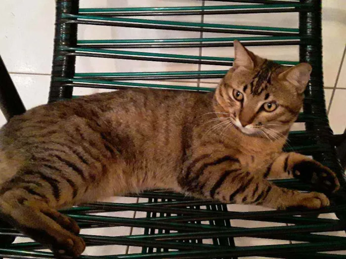 Gato ra a Sem Raça Definida idade 2 anos nome Diego