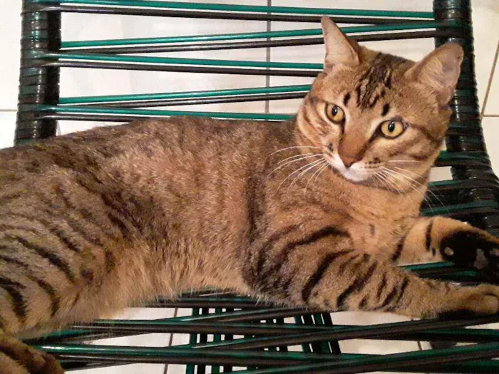 Gato ra a Sem Raça Definida idade 2 anos nome Diego