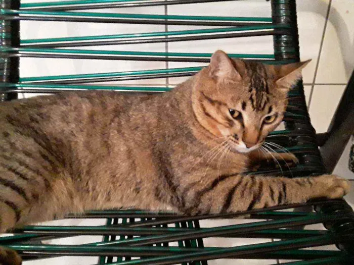 Gato ra a Sem Raça Definida idade 2 anos nome Diego