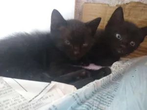 Gato raça  idade Abaixo de 2 meses nome Sem nomes ainda