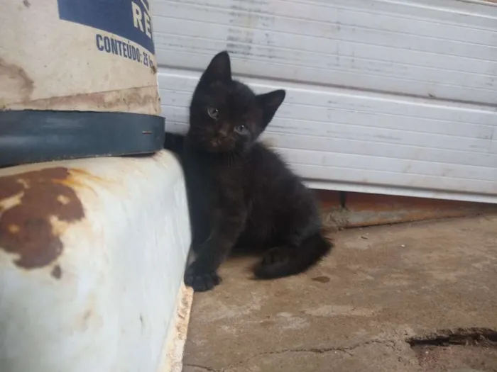 Gato ra a  idade Abaixo de 2 meses nome Sem nomes ainda