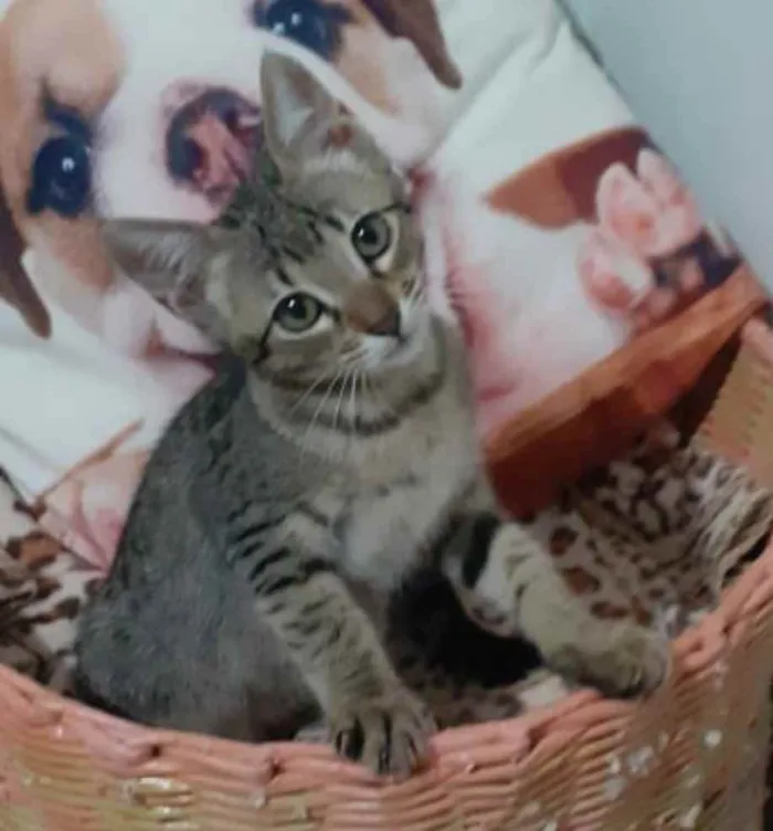 Gato ra a SRD idade 2 a 6 meses nome KYRA