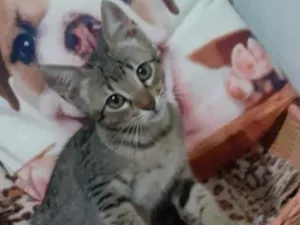 Gato raça SRD idade 2 a 6 meses nome KYRA