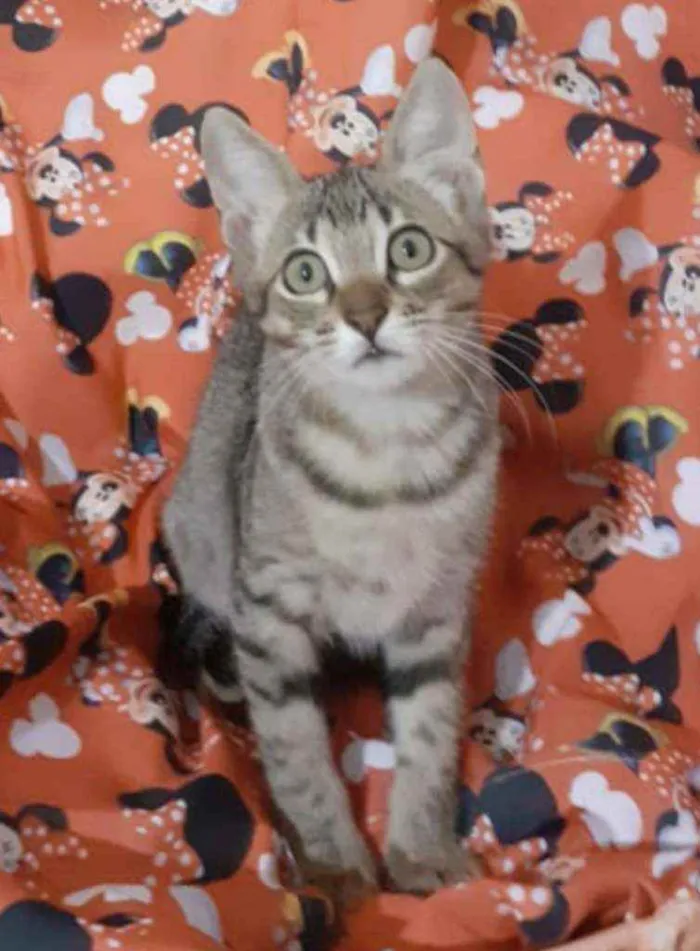 Gato ra a SRD idade 2 a 6 meses nome KYRA