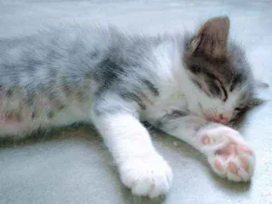 Gato raça  idade 2 a 6 meses nome Romeu