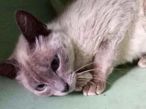 Gato raça SRD idade 7 a 11 meses nome Lindinha
