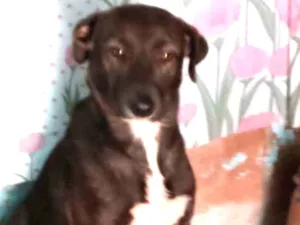 Cachorro raça SRD idade 1 ano nome Mel