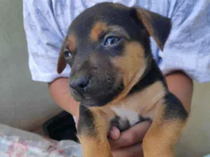 Cachorro raça  idade Abaixo de 2 meses nome Sem nome ainda