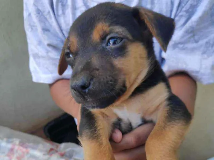 Cachorro ra a  idade Abaixo de 2 meses nome Sem nome ainda