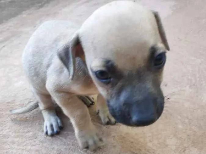 Cachorro ra a  idade Abaixo de 2 meses nome Sem nome ainda