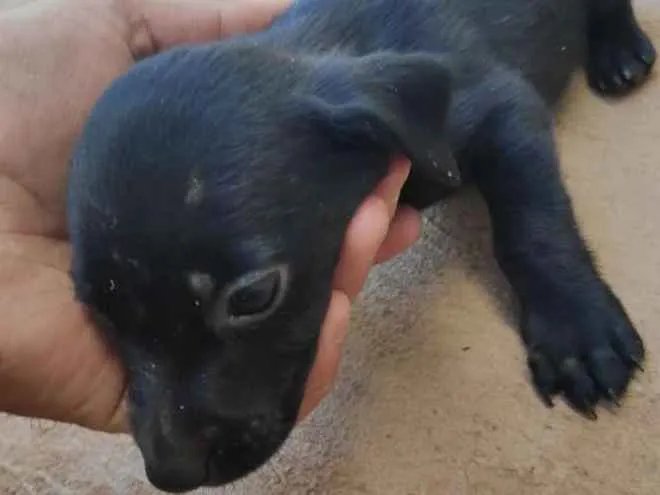 Cachorro ra a  idade Abaixo de 2 meses nome Sem nome ainda