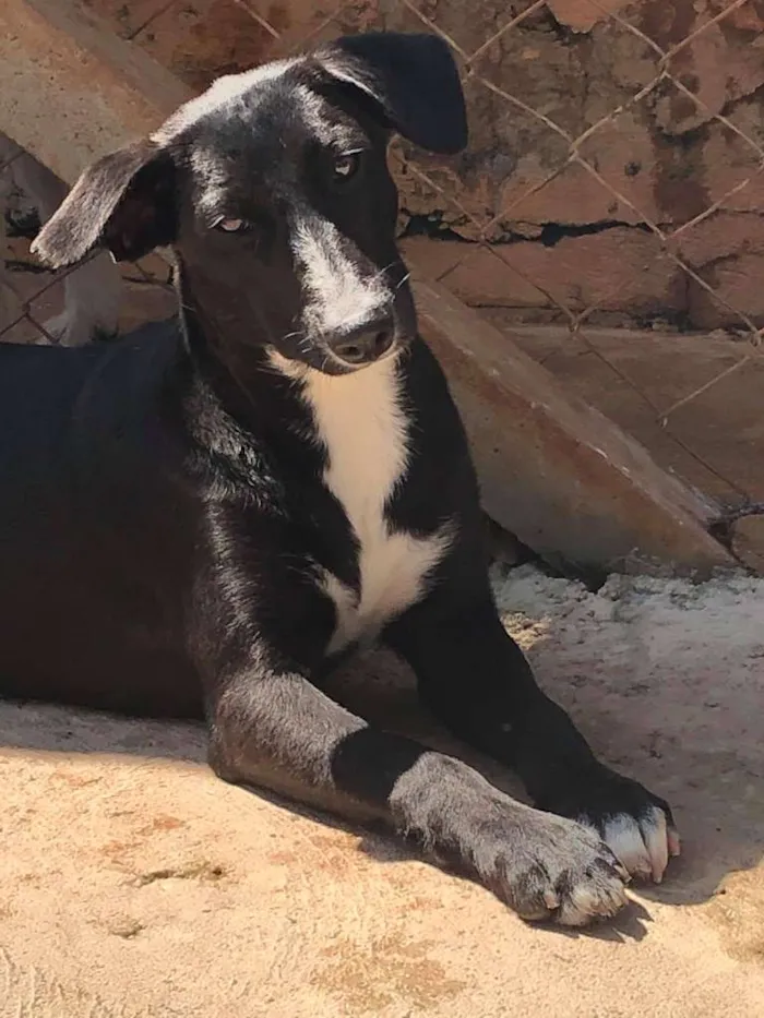 Cachorro raça SRD-ViraLata idade 7 a 11 meses nome Rosinha